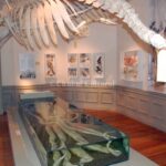 Museos de Madryn