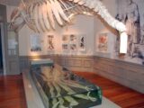 museo oceanografico 1