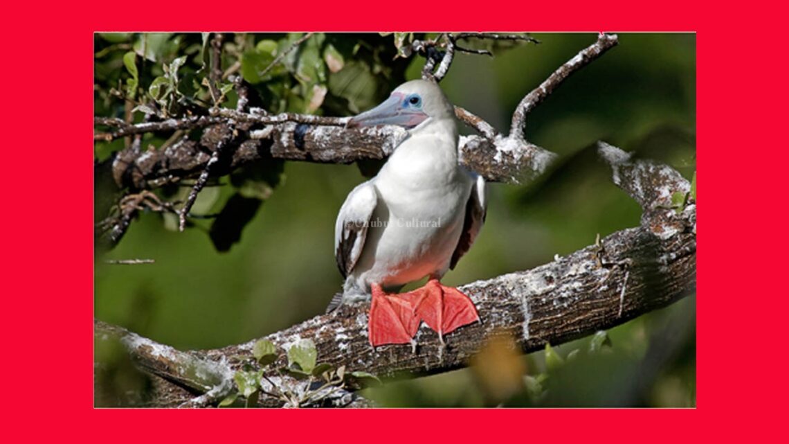 «Plumas sobre el mar» en el Auditorium desde el 1 de octubre