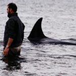 ORCAS, PATAGONIA Y AMISTAD MOTIVAN AL CINE INTERNACIONAL