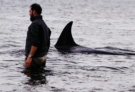 ORCAS, PATAGONIA Y AMISTAD MOTIVAN AL CINE INTERNACIONAL