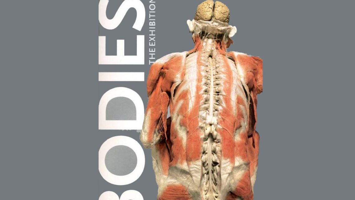 BODIES » THE EXHIBITION » EN TRELEW