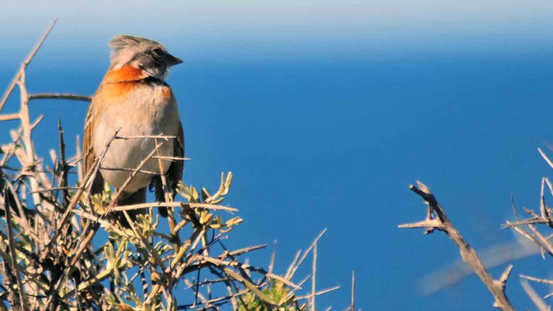 CURSO DE OBSERVACIÓN DE AVES SILVESTRES