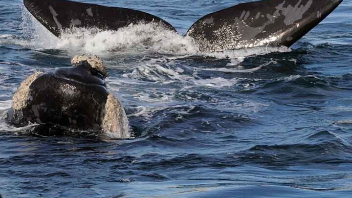EFEMERIDES: 25 DE SEPTIEMBRE, DIA NACIONAL DE LA BALLENA FRANCA AUSTRAL