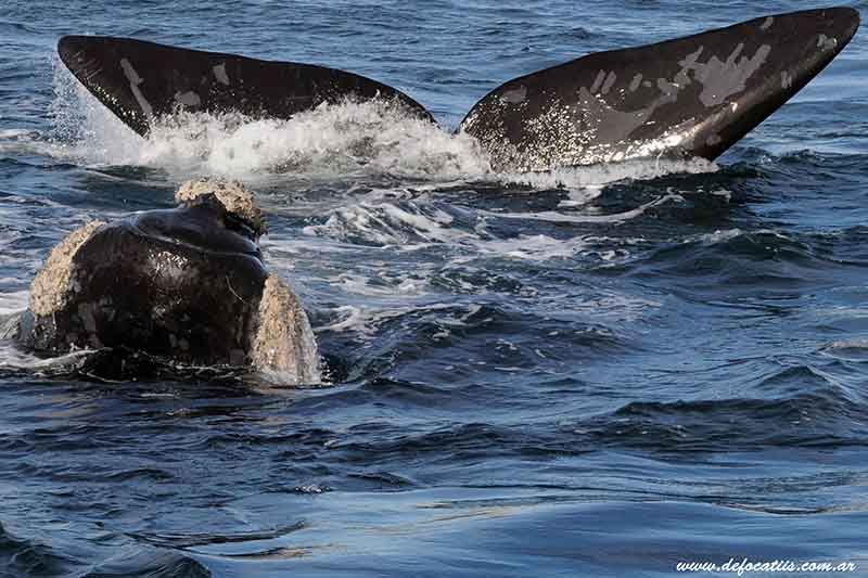EFEMERIDES: 25 DE SEPTIEMBRE, DIA NACIONAL DE LA BALLENA FRANCA AUSTRAL