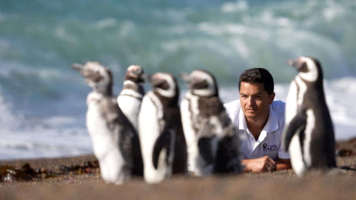 AVANT PREMIERE «THE LORD OF THE PENGUINS»