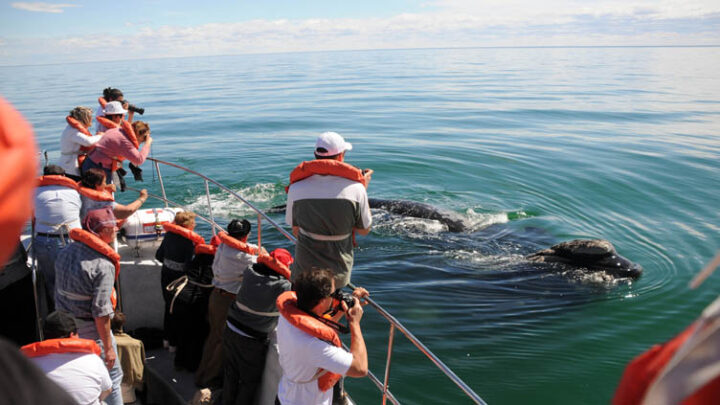 VARIADAS PROPUESTAS EN LA SEMANA DE LAS BALLENAS