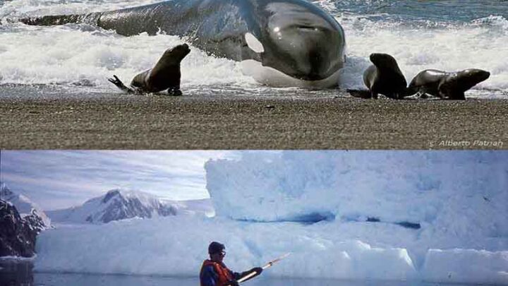 CHARLAS ABIERTAS POR LA SEMANA DE LAS ORCAS